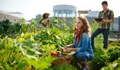 Urban agriculture: 800 million people worldwide participate
