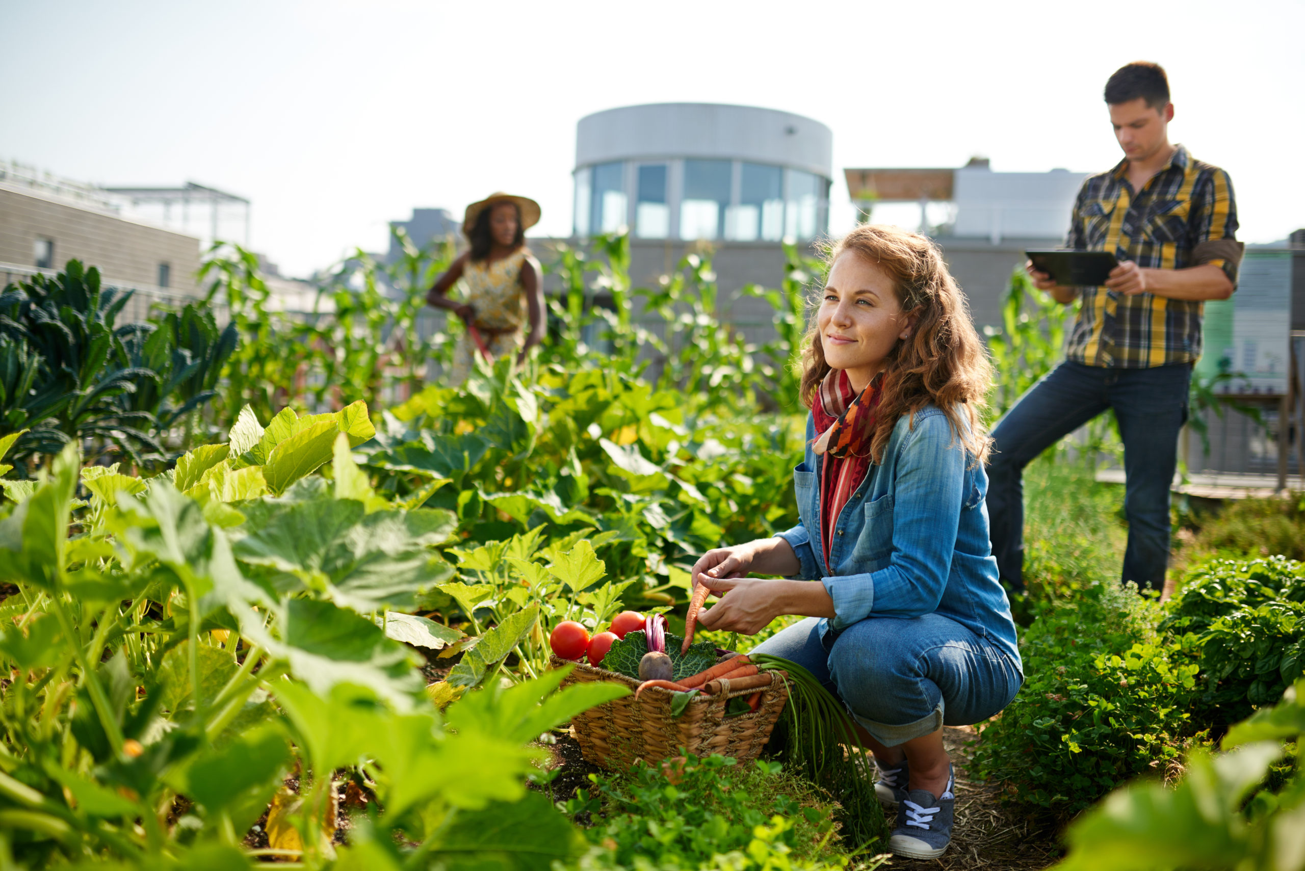 Agricoltura urbana: coinvolge 800 milioni di persone al mondo