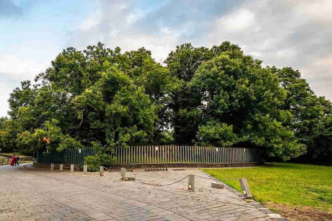 albero più anziano d'Italia