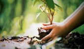 Alberi: l'ambientalista che ha dedicato la vita alle piante