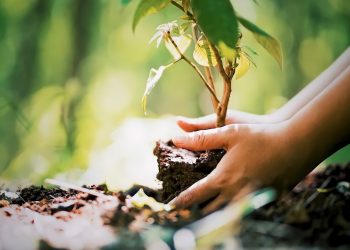 Alberi: l'ambientalista che ha dedicato la vita alle piante