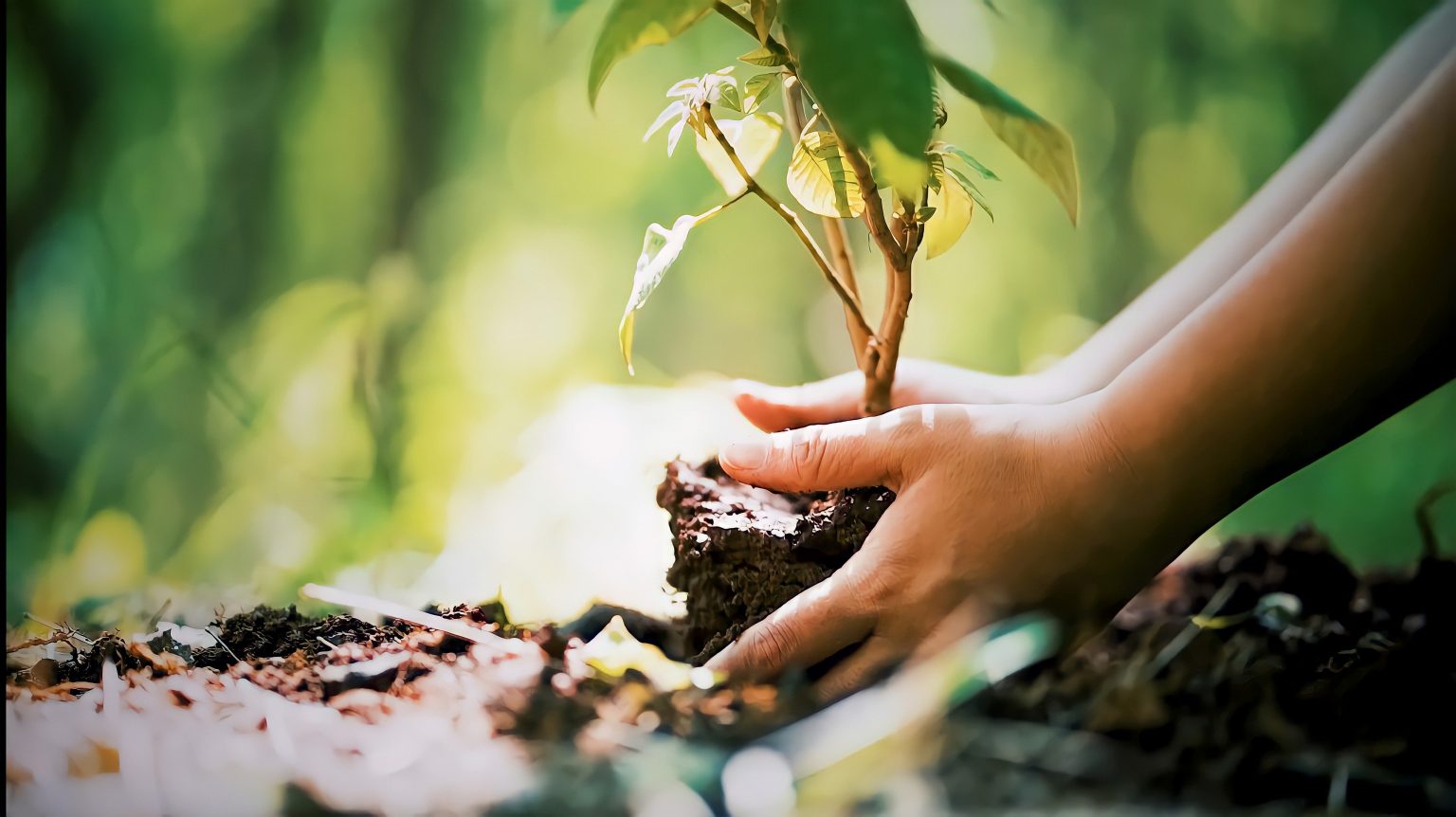 Alberi: l’ambientalista che ha dedicato la vita alle piante