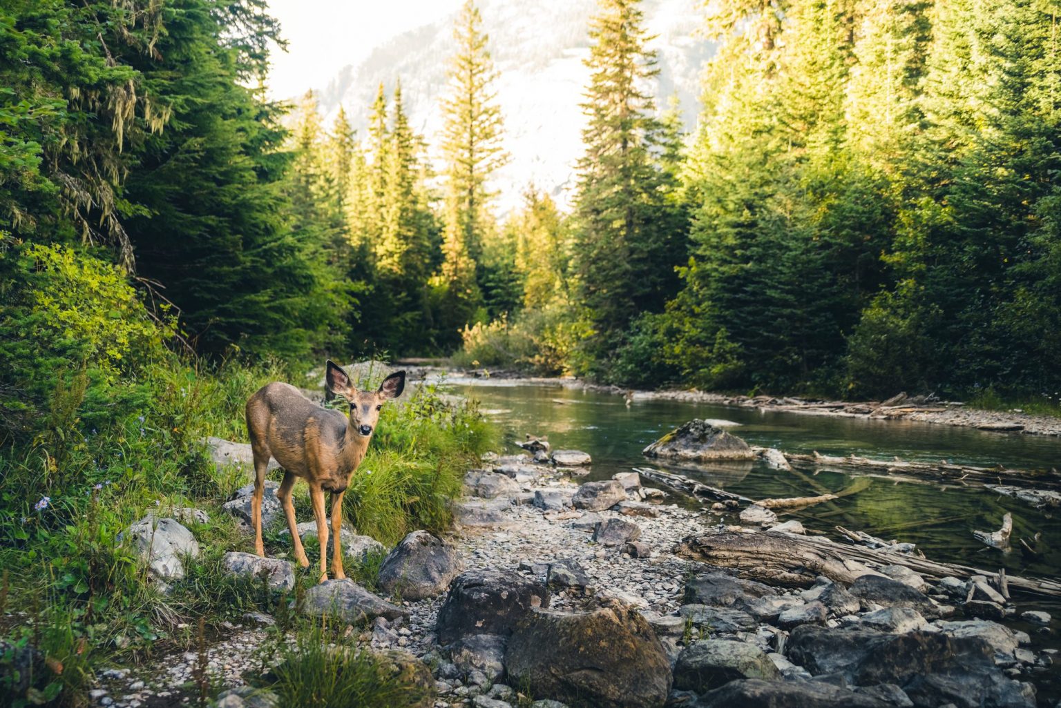 Animali selvatici: meglio non dar loro da mangiare