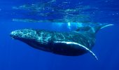 Balene: dalla Nuova Zelanda si spostano a sud