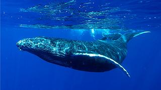 Balene: dalla Nuova Zelanda si spostano a sud