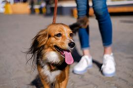 Cani: la carne cruda favorisce batteri resistenti agli antibiotici