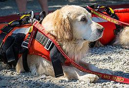 Cani bagnini, a Palinuro salvano 5 giovani