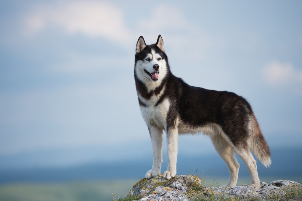 cane siberiano