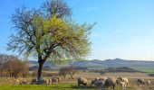 Capre e pecore: una risorsa contro gli incendi in Spagna
