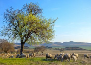 Capre e pecore: una risorsa contro gli incendi in Spagna