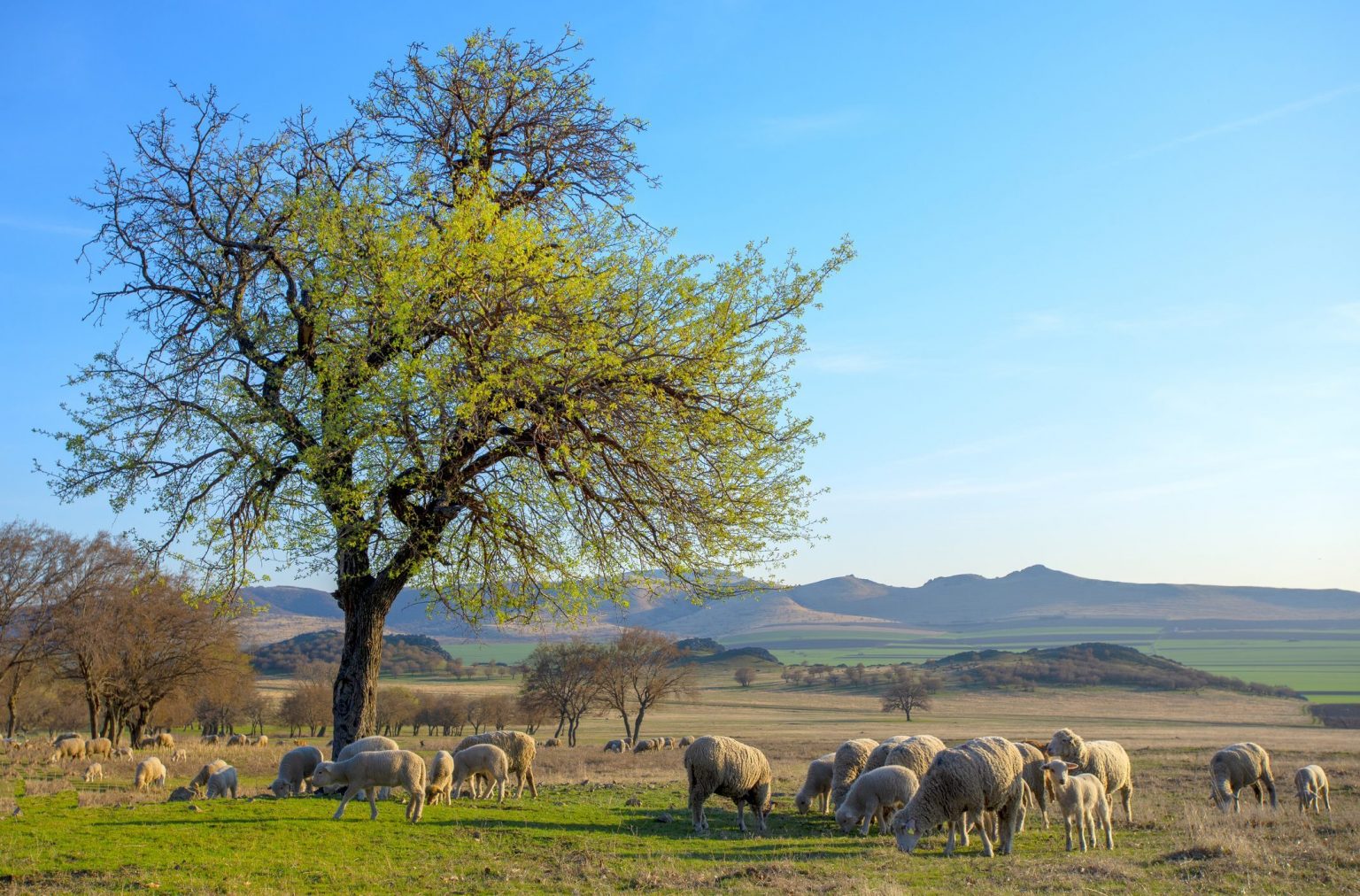 capre e pecore