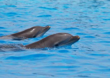 Memoria dei delfini: un aiuto per capire i nostri ricordi