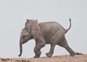 Elefante bianco: un raro esemplare è nato in Birmania