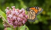 Farfalla monarca: specie a rischio di estinzione
