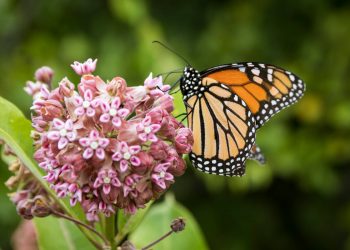 Farfalla monarca: specie a rischio di estinzione