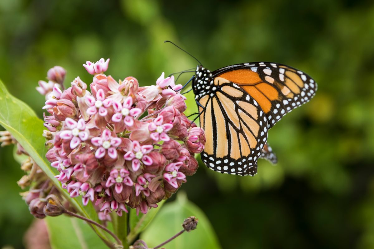 Farfalla monarca: specie a rischio di estinzione