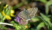 Mola, Toscana: ritorno delle farfalline credute scomparse