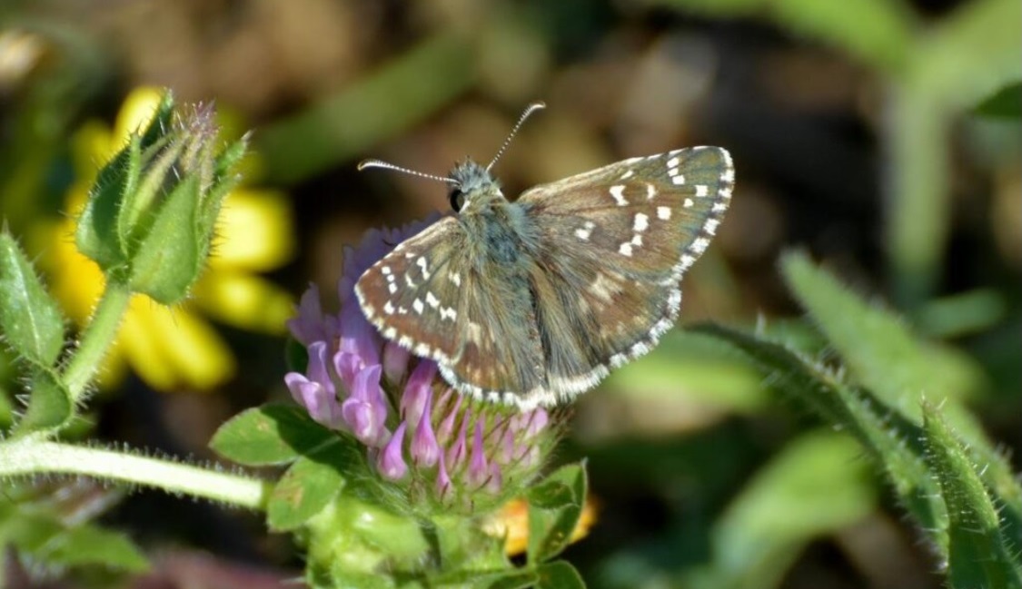 Mola, Toscana: ritorno delle farfalline credute scomparse