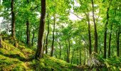 Foreste: ecco la soluzione alla minaccia della crisi climatica