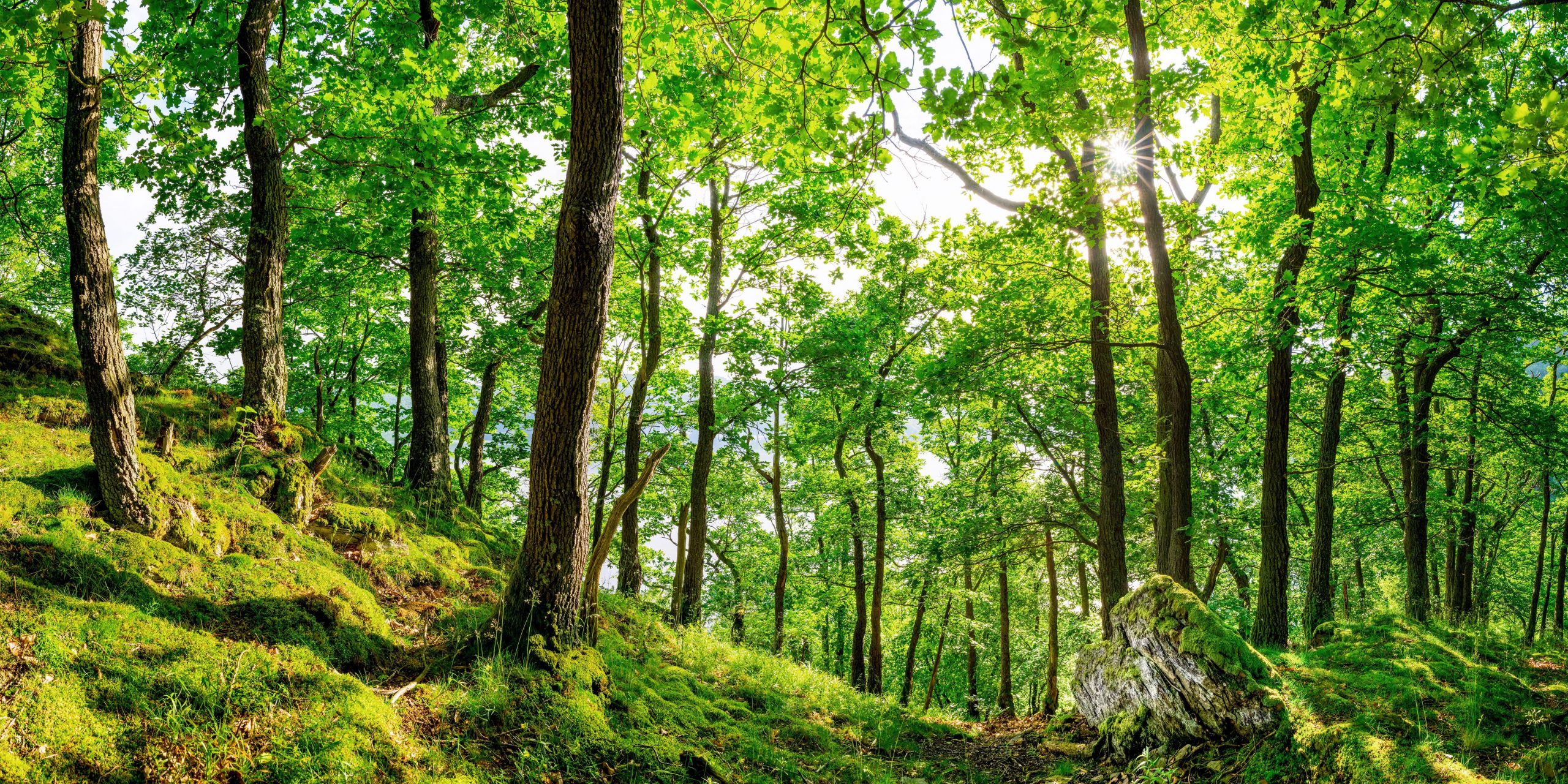 Foreste: ecco la soluzione alla minaccia della crisi climatica