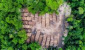 Alberi in meno sul Pianeta: oltre il 60% di foreste scomparse