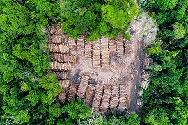 Alberi in meno sul Pianeta: oltre il 60% di foreste scomparse