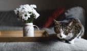 Gatto: come abituarlo a una nuova casa