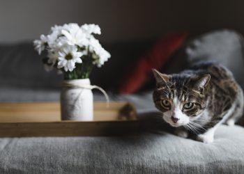 Gatto: come abituarlo a una nuova casa