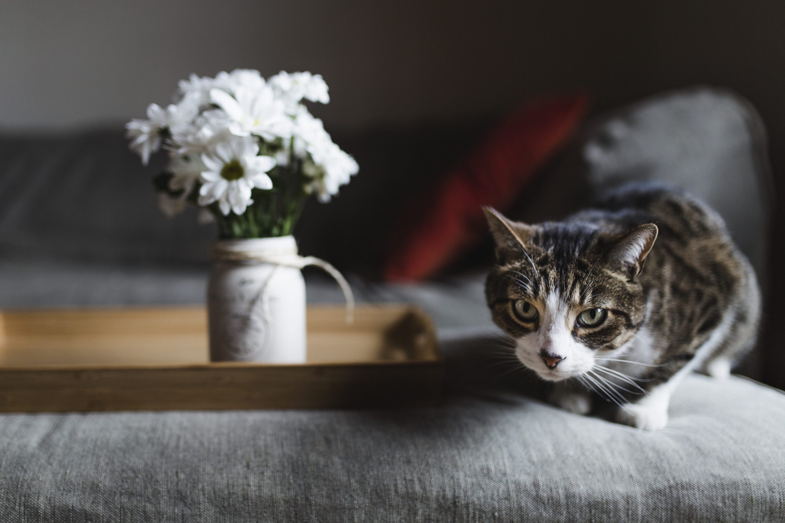 Gatto: come abituarlo a una nuova casa