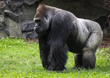Gorilla: dallo zoo di Atlanta un nuovo verso per comunicare con l’uomo