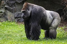 Gorilla: dallo zoo di Atlanta un nuovo verso per comunicare con l’uomo