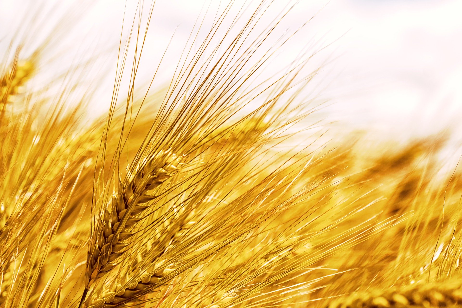 Il grano selvatico è velenoso per gli insetti