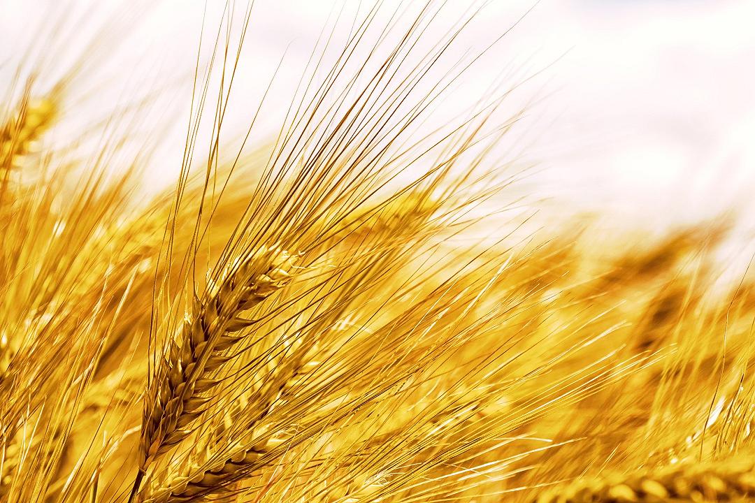 Il grano selvatico è velenoso per gli insetti