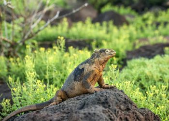 Iguane terrestri, il ritorno alle Galápagos