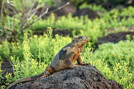 Iguane terrestri, il ritorno alle Galápagos