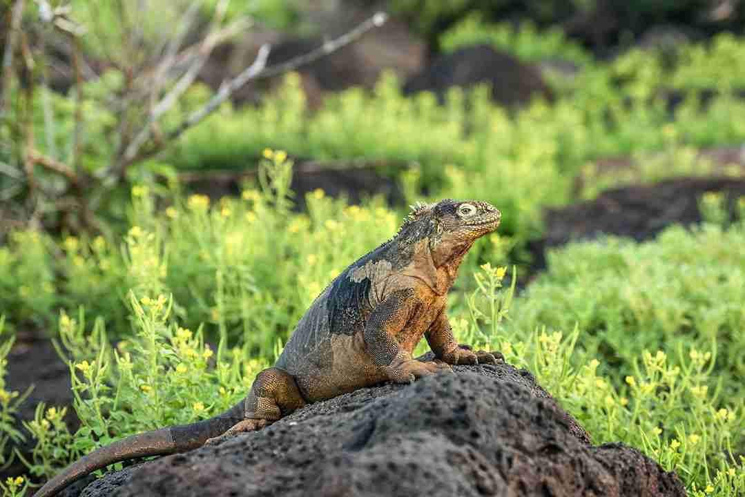 iguana terrestre