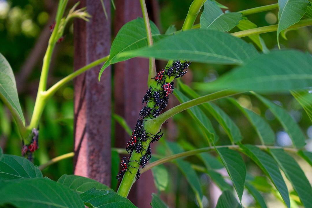 Lanterna maculata: l’invasione minaccia gli alberi di New York