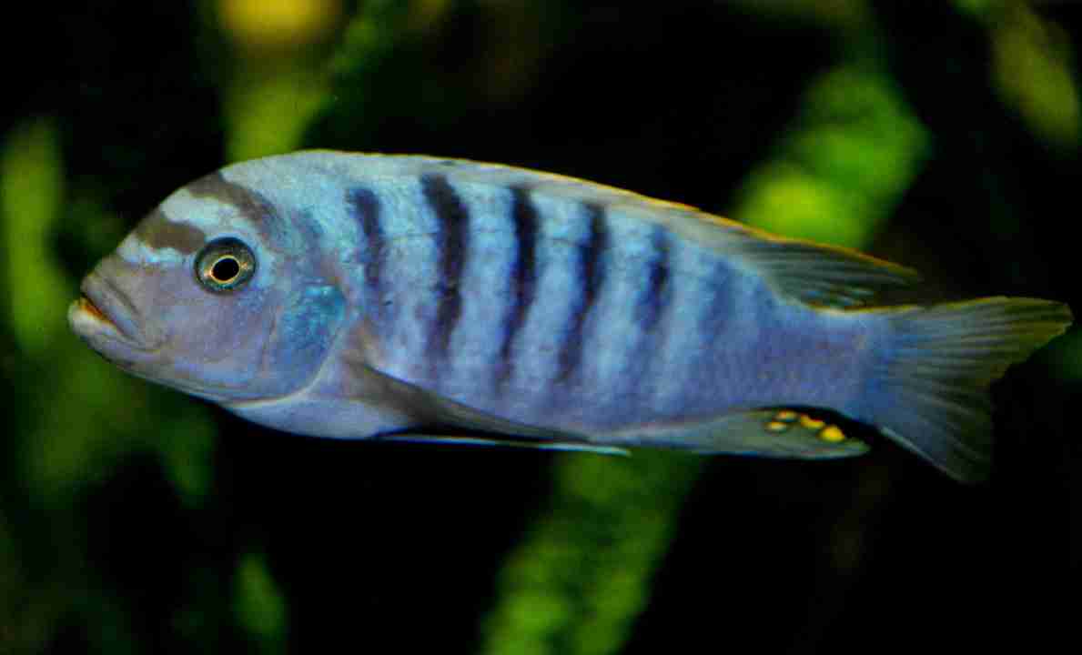 pesce zebra