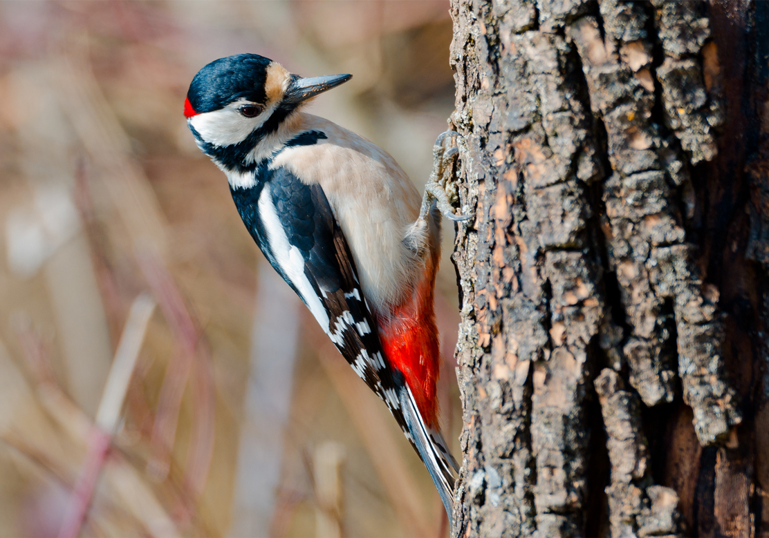 Picchio: grazie al suo cervello “picchia” senza farsi male