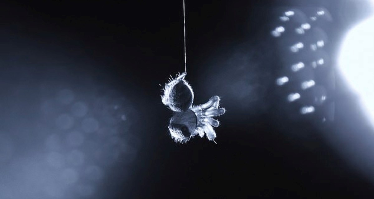 Ragni: dormono e sognano come gli esseri umani