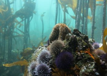 Ricci di mare: foreste di kelp in pericolo