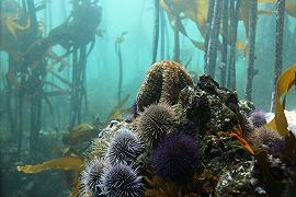 Ricci di mare: foreste di kelp in pericolo