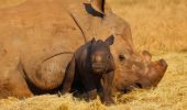 Rinoceronte bianco: nuovo nato in Sudafrica
