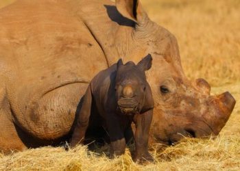 Rinoceronte bianco: nuovo nato in Sudafrica