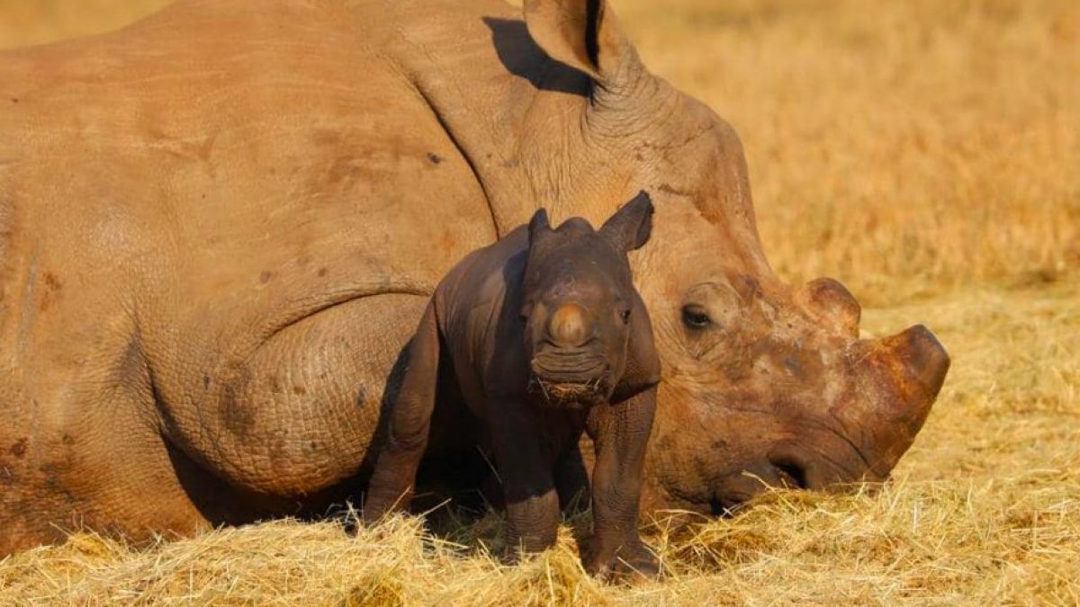 Rinoceronte bianco: nuovo nato in Sudafrica