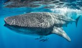 Squalo balena: l’onnivoro più grande del mondo