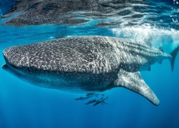 Squalo balena: l’onnivoro più grande del mondo