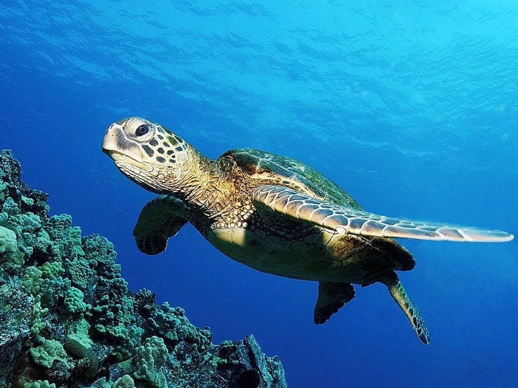 Tartarughe marine, nuovo centro di recupero a Manfredonia