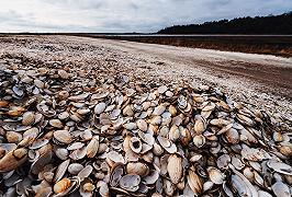 Vongole del Mediterraneo: sempre più introvabili per la siccità