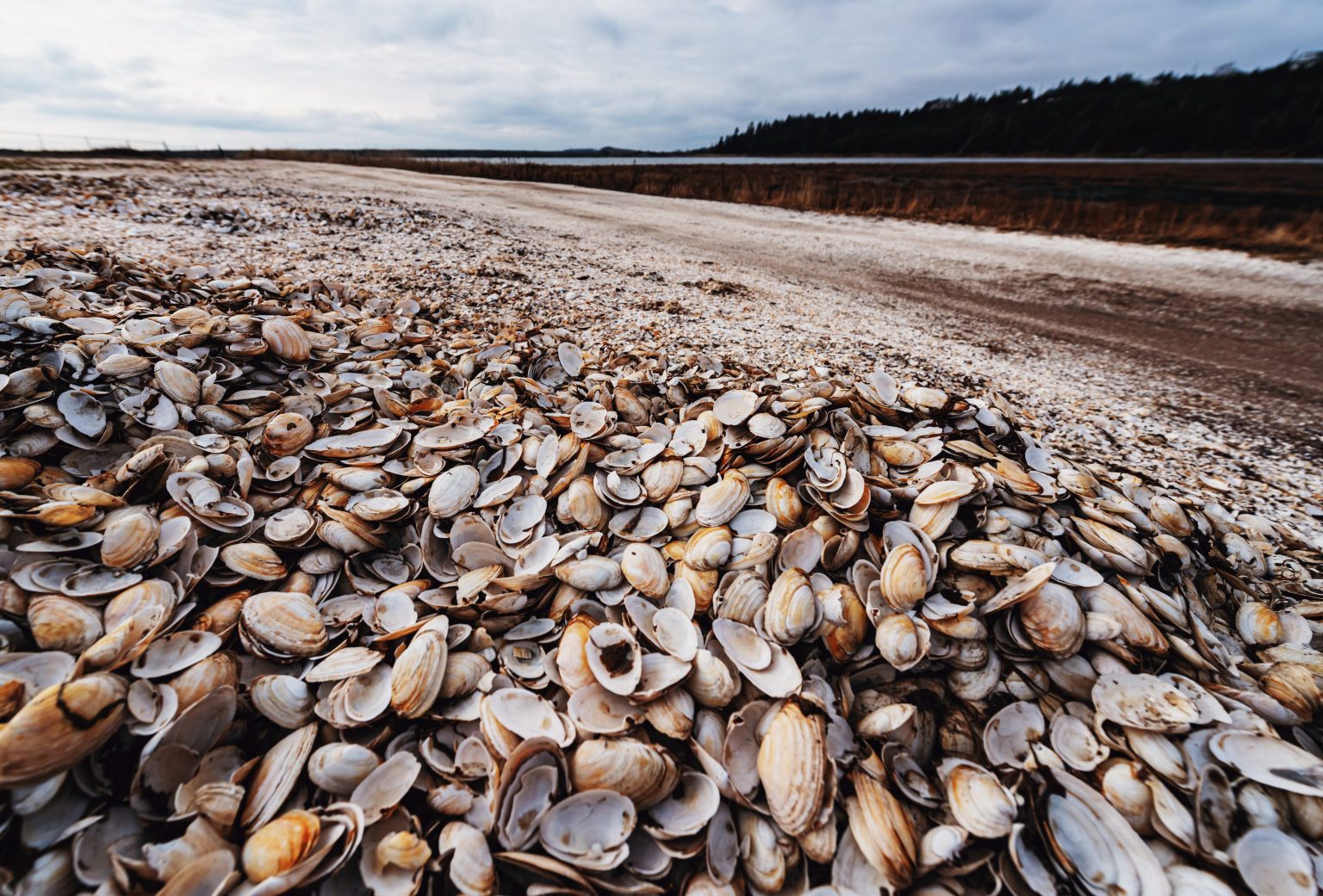 Vongole del Mediterraneo: sempre più introvabili per la siccità
